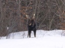Moose in Airport Field 004